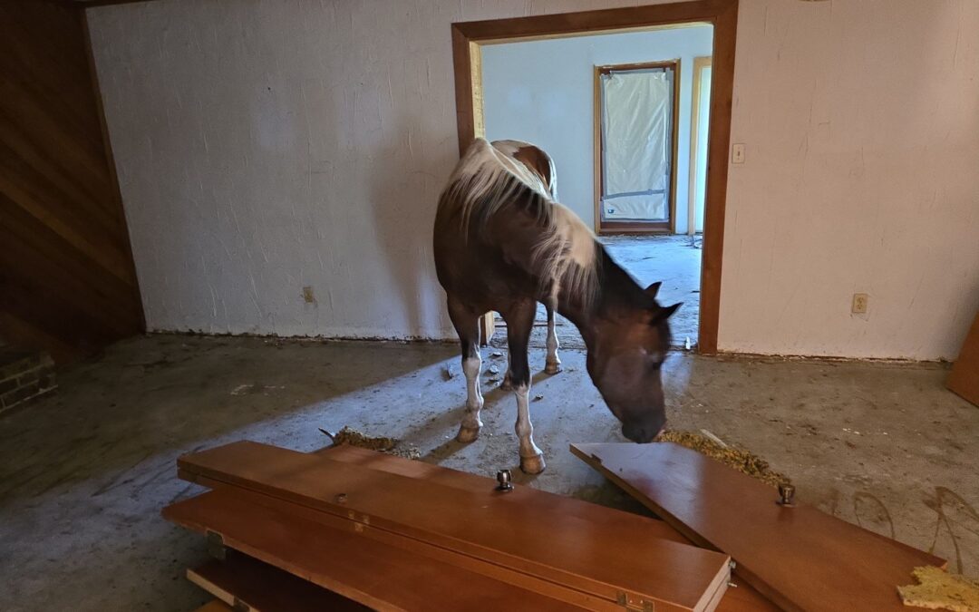 Neeeeighver thought I’d have such a strong helper! Out fixing up a home and turned around to this! 918OKRoofs we have the horse power LOL 😂😂😂